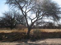 /international/2006Walvisbay/images/Okapuka/thumbnails/okapuka 075.jpg